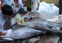 Tuna export showed fast growth
